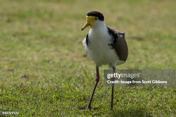 masked lapwing - image by scott gibbons stock pictures, royalty-free photos & images