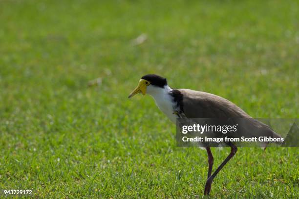 masked lapwing - image by scott gibbons stock-fotos und bilder