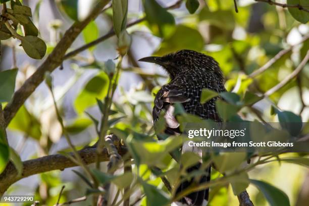 little wattlebird - image by scott gibbons stock pictures, royalty-free photos & images