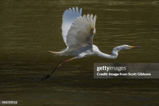 great egret - image by scott gibbons stock-fotos und bilder