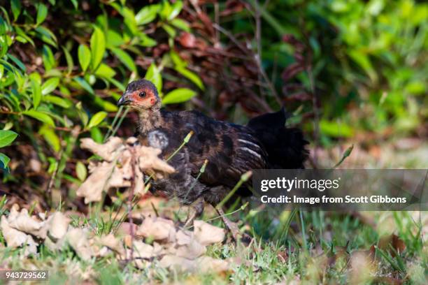 juvenile australian brush turkey - image by scott gibbons stock pictures, royalty-free photos & images