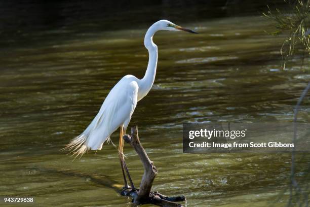 great egret - image by scott gibbons stock pictures, royalty-free photos & images