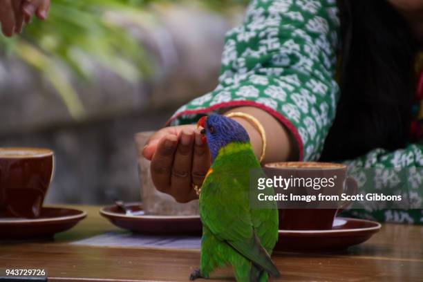 feeding a wild bird - image by scott gibbons stock pictures, royalty-free photos & images