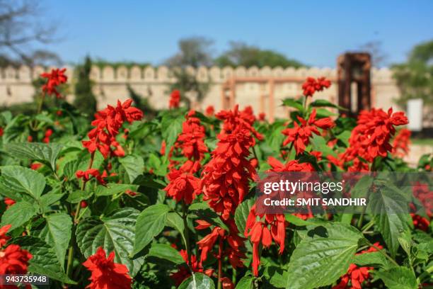 red salvia - red salvia stock pictures, royalty-free photos & images
