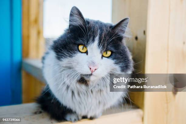 siberian cat - siberian cat stock pictures, royalty-free photos & images