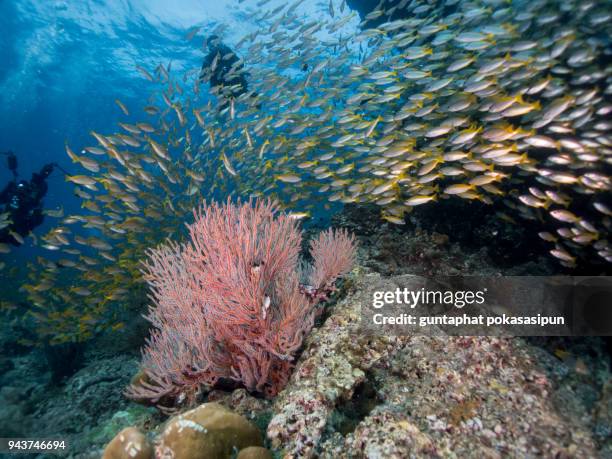 school of yellow strip scad(trevalley) fish swimming above red sea fan beautiful red sea fan(gorgonian colony )under the sea - red gorgonian sea fan stock pictures, royalty-free photos & images