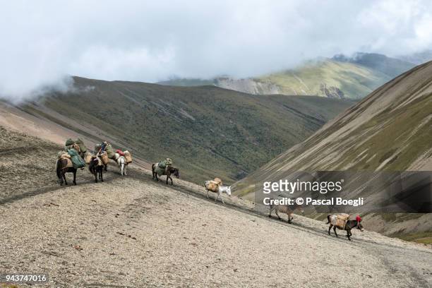 horses descending from nyile la pass, thimphu district, snowman trek, bhutan - bags donkey stock pictures, royalty-free photos & images