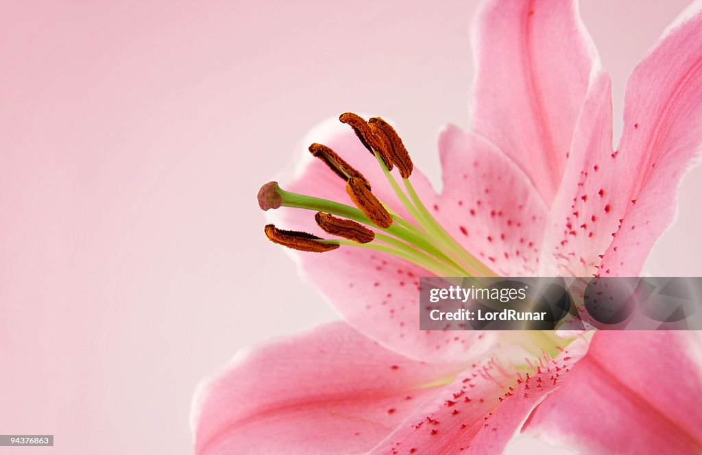 Pink lily