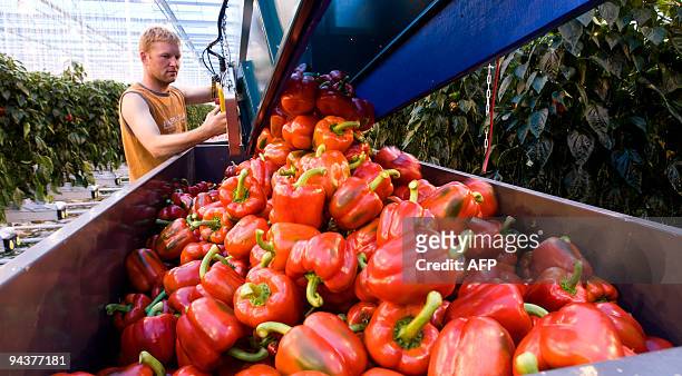 Alix Rijckaert This file picture taken on July 4, 2008 shows a man tending to the red peppers in a greenhouse in Middenmeer, The Netherlands,...