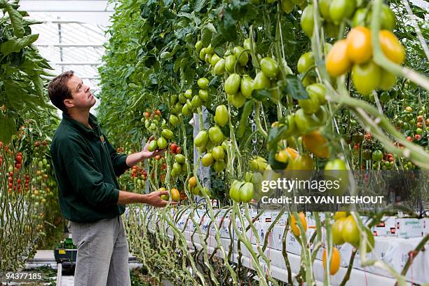 Alix Rijckaert This file picture taken on September 24, 2008 shows a man tending to the tomato plants in a greenhouse of Tomato World in...