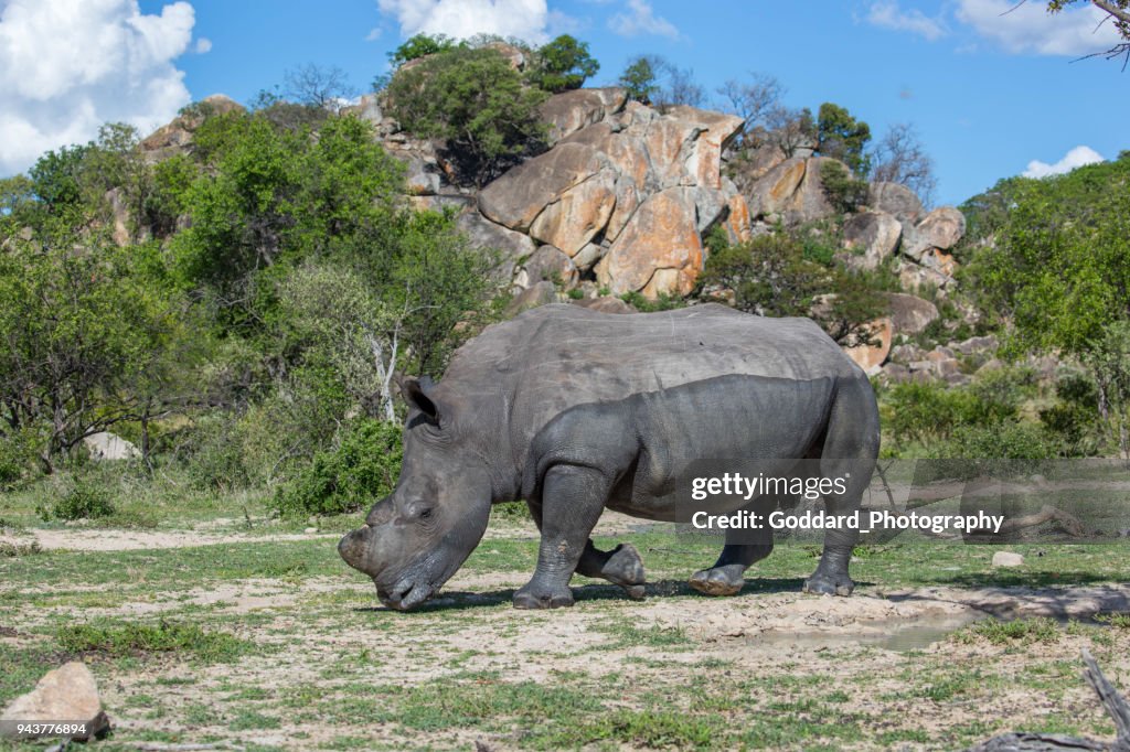 Simbabwe: Südliche Breitmaulnashorn