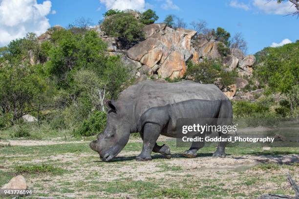 zimbabwe: zuidelijke witte neushoorn - zimbabwe stockfoto's en -beelden