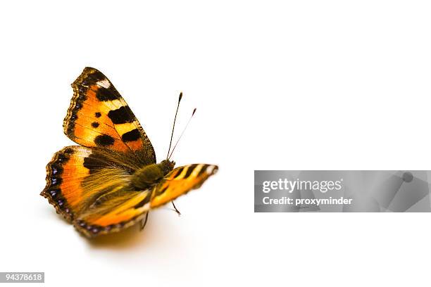 borboleta - butterfly on white imagens e fotografias de stock