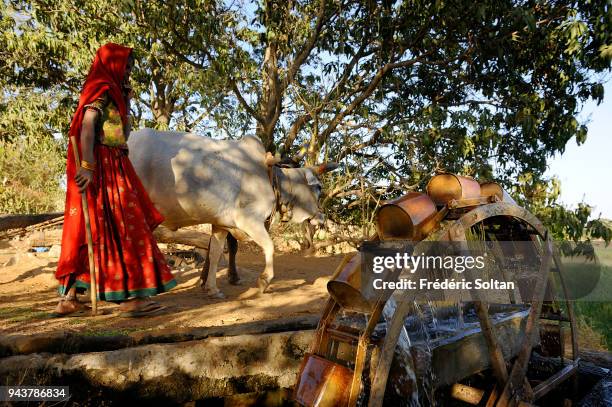 Noria, near Ranakpur in Rajasthan on March 10, 2017 in India.