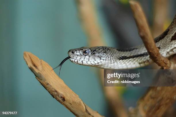 florida pine snake flicking it's tongue - forked tongue stock pictures, royalty-free photos & images