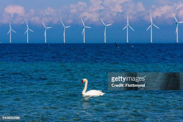 one swan in front of a windmill park at sea, copenhagen - oresund region photos et images de collection