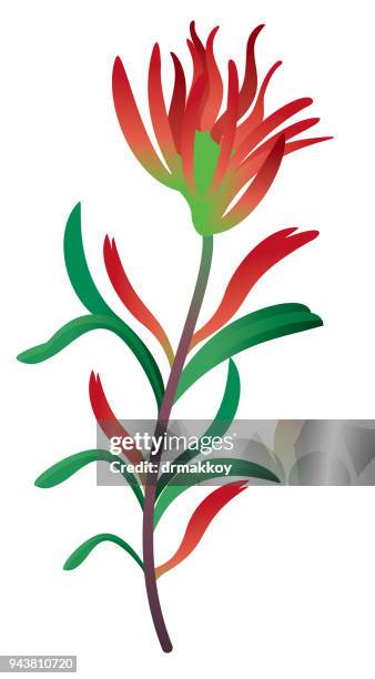 ilustraciones, imágenes clip art, dibujos animados e iconos de stock de castilleja - wyoming