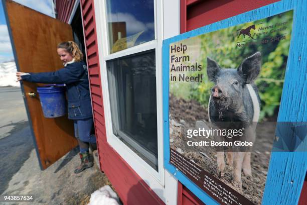 Issy Cless heads outside to feed the pigs at Nevins Farm in Methuen, MA on March 15, 2018. Nevins Farm started its pig enrichment program in January,...