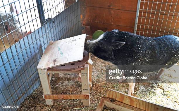 Milo, described as the smartest pig at Nevins Farm in Methuen, MA, noses open the top of the "Drop-O-Matic" as he goes for the food inside on March...