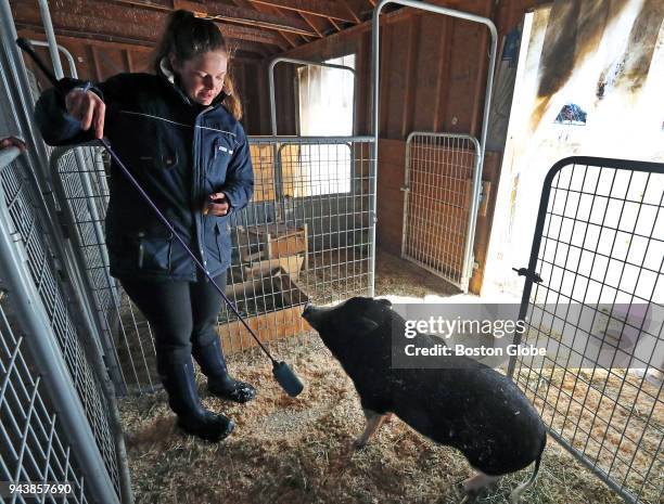 Ellie Monteith of the MSPCA uses a clicker and a stick to work on training with a pig named Milo at Nevins Farm in Methuen, MA on March 15, 2018....