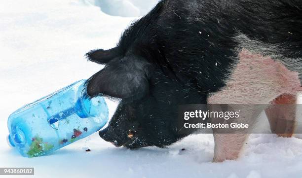 Pig at Nevins Farm in Methuen, MA rolls a plastic container through the snow to obtain the food inside on March 15, 2018. Nevins Farm started its pig...