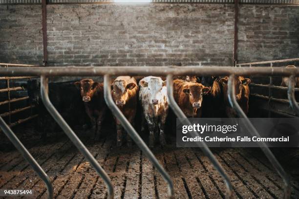 cattle in a cattle house - domestic cattle imagens e fotografias de stock