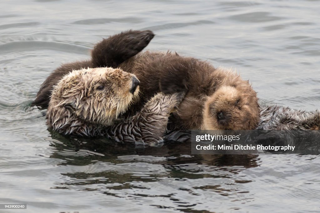 Mother and Baby Sea Otters