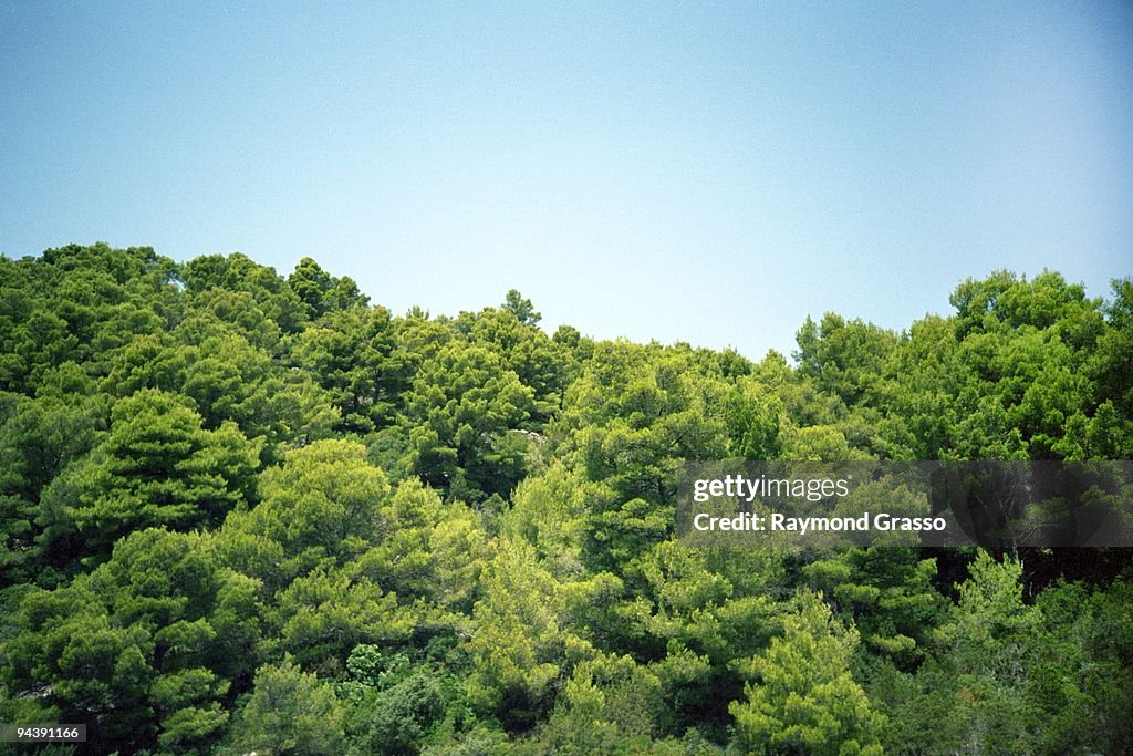 Green trees against blue sky