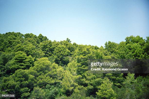 green trees against blue sky - treetop imagens e fotografias de stock