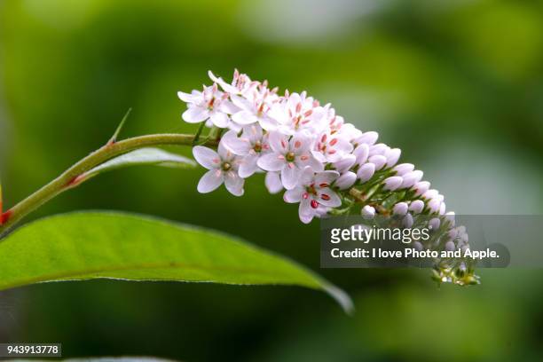 lysimachia clethroides - loosestrife stock pictures, royalty-free photos & images