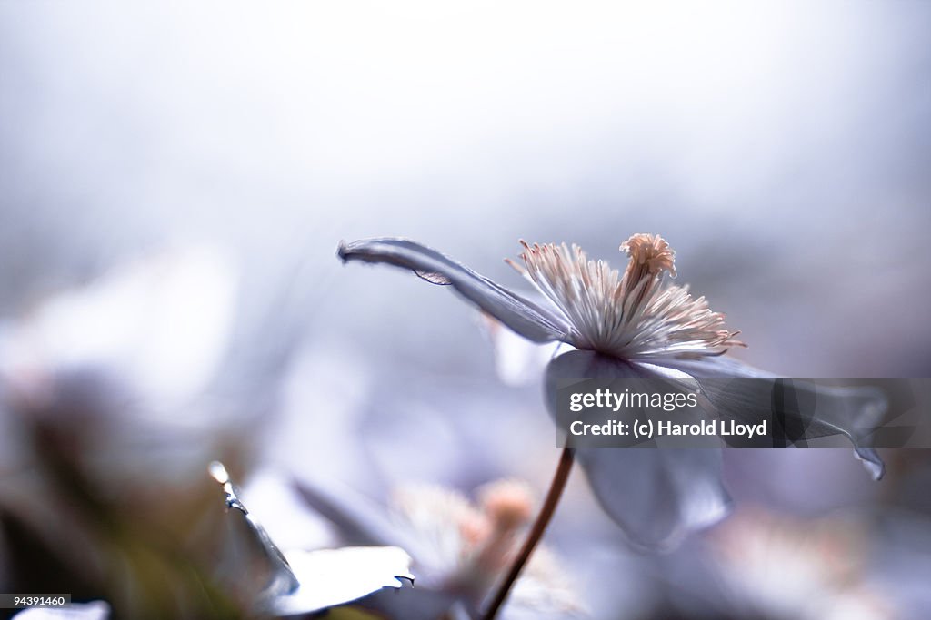Delicate clematis flower