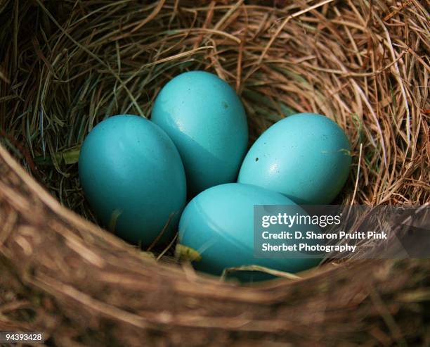 four blue robin's eggs in nest - eastern bluebird stock-fotos und bilder