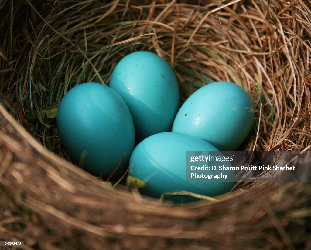 Four Blue Robin's Eggs in Nest