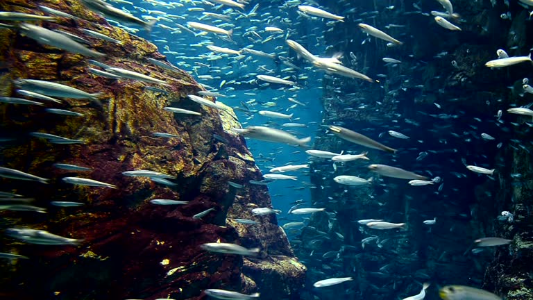 https://media.gettyimages.com/id/943946080/video/school-of-sardine-in-the-sea.jpg?b=1&s=640x640&k=20&c=JzG5T4E5sXz3n1U7do8Ndaf3wqOVRfKGz_zXyi2KDkQ=