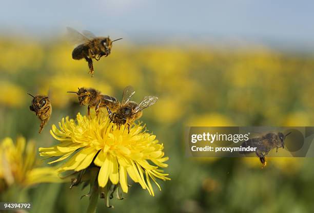 biene auf löwenzahn - apis stock-fotos und bilder