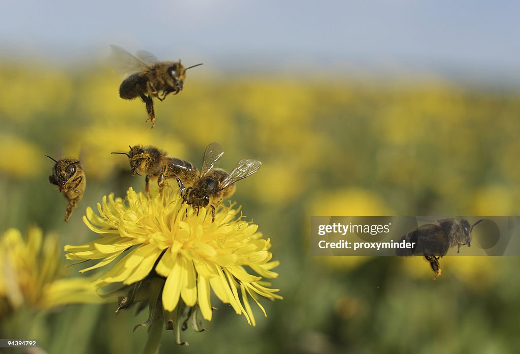 Bee on dandelion