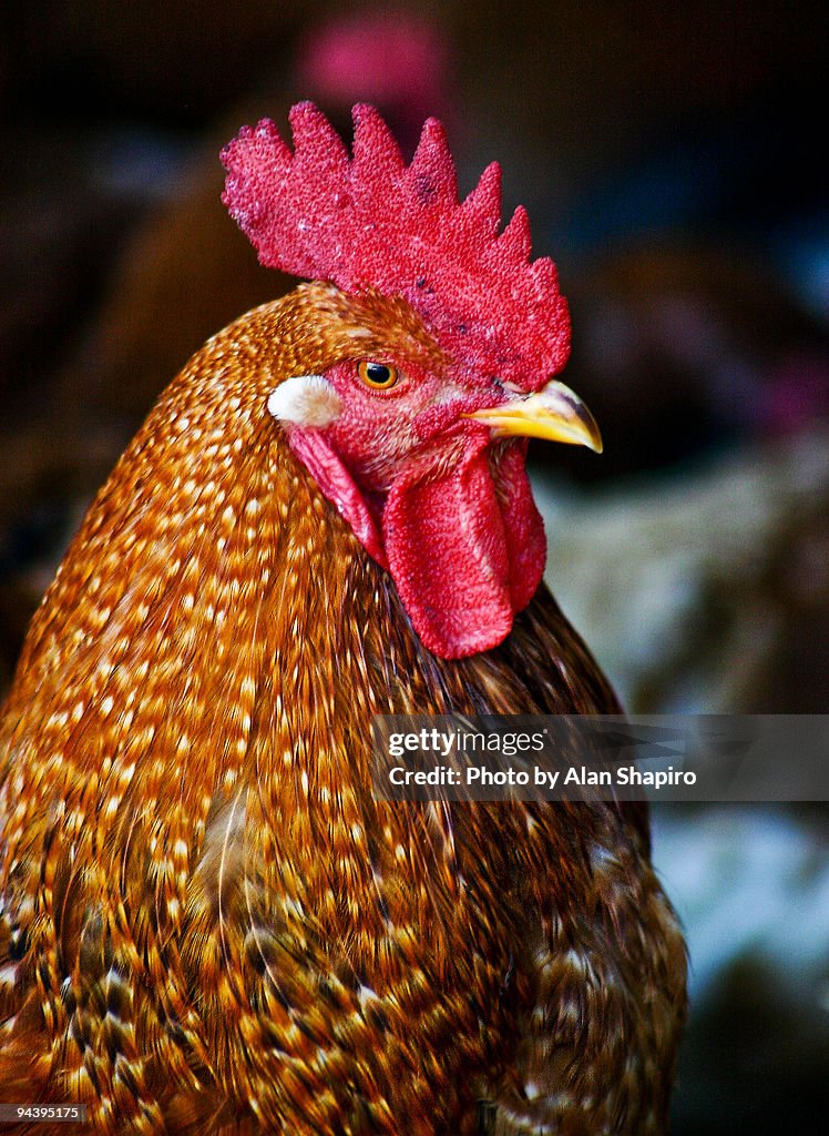Chicken