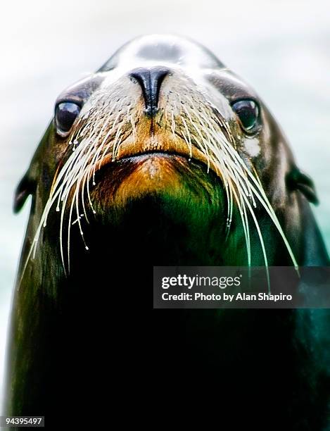 sea lion   - new york state seal stock pictures, royalty-free photos & images