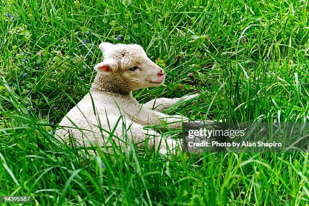 Bavy Alan 807 Alan Baby Stock Photos, High-Res Pictures, and Images - Getty Images