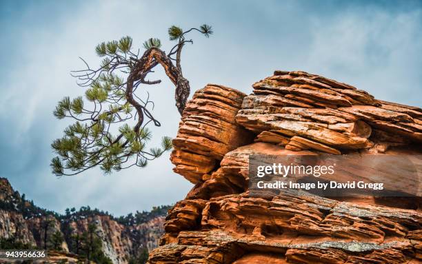 bent but not broken - resilienza foto e immagini stock
