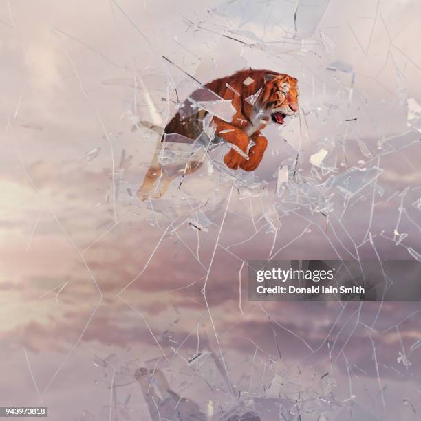 tiger leaping and smashing through glass wall - breaking through wall stockfoto's en -beelden