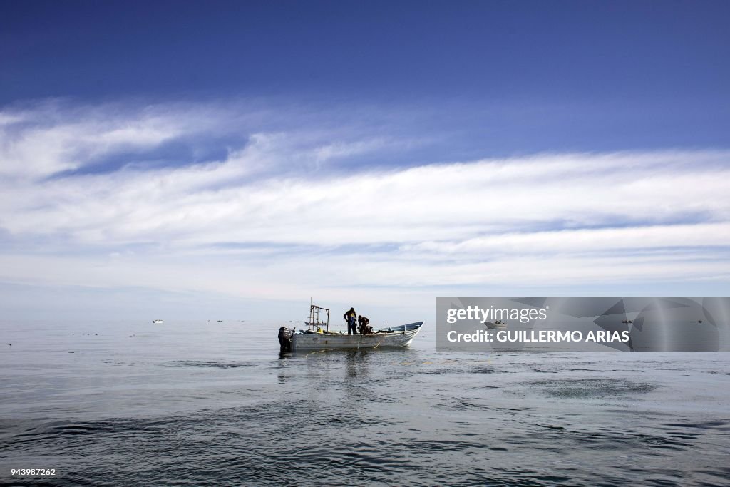 MEXICO-CONSERVATION-VAQUITA
