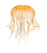 Japanese sea nettle, Chrysaora pacifica, Jellyfish against white background