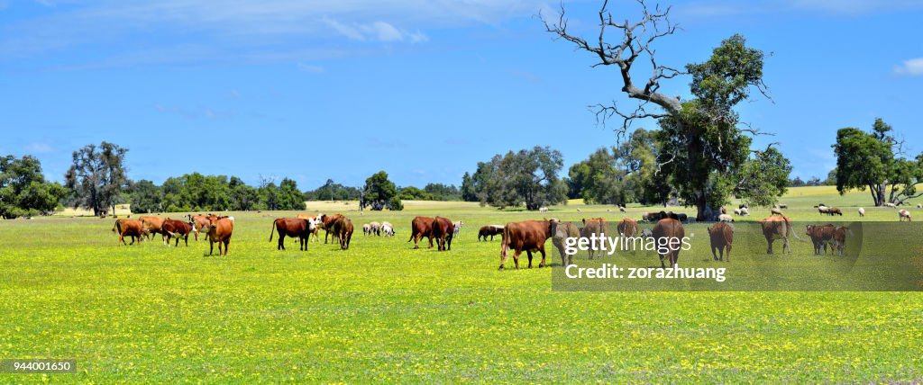 Natural Pasturage Ranch, Australia