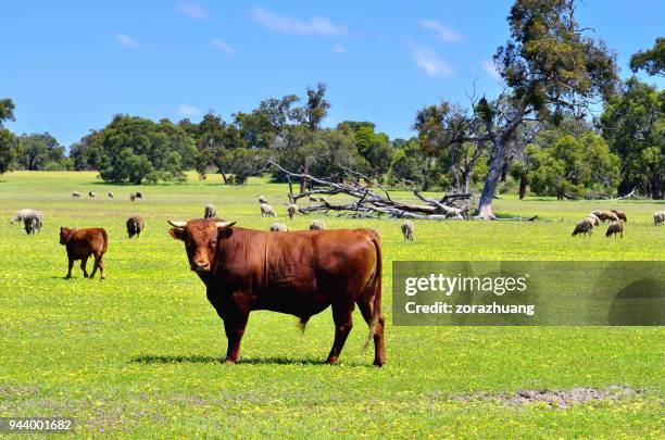 natural pasturage ranch, australia - australian pasture stock pictures, royalty-free photos & images