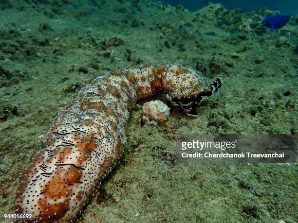 Fish Sea Cucumber Photos and Premium High Res Pictures - Getty Images