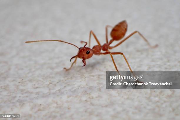 ant (nomen protectum) - ant bites stock pictures, royalty-free photos & images