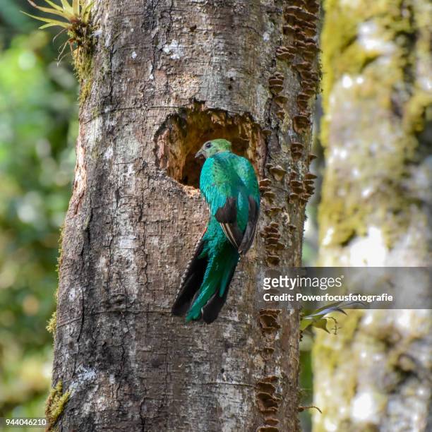 female quetzal - powerfocusfotografie stock pictures, royalty-free photos & images