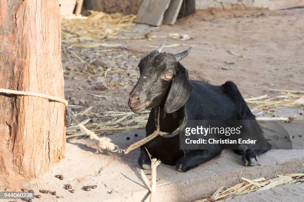 Bijapur, India A black goat that is leashed on a tree trunk in a small village of the Devadasi (lit.: "female servant of deva " near Bijapur on March...