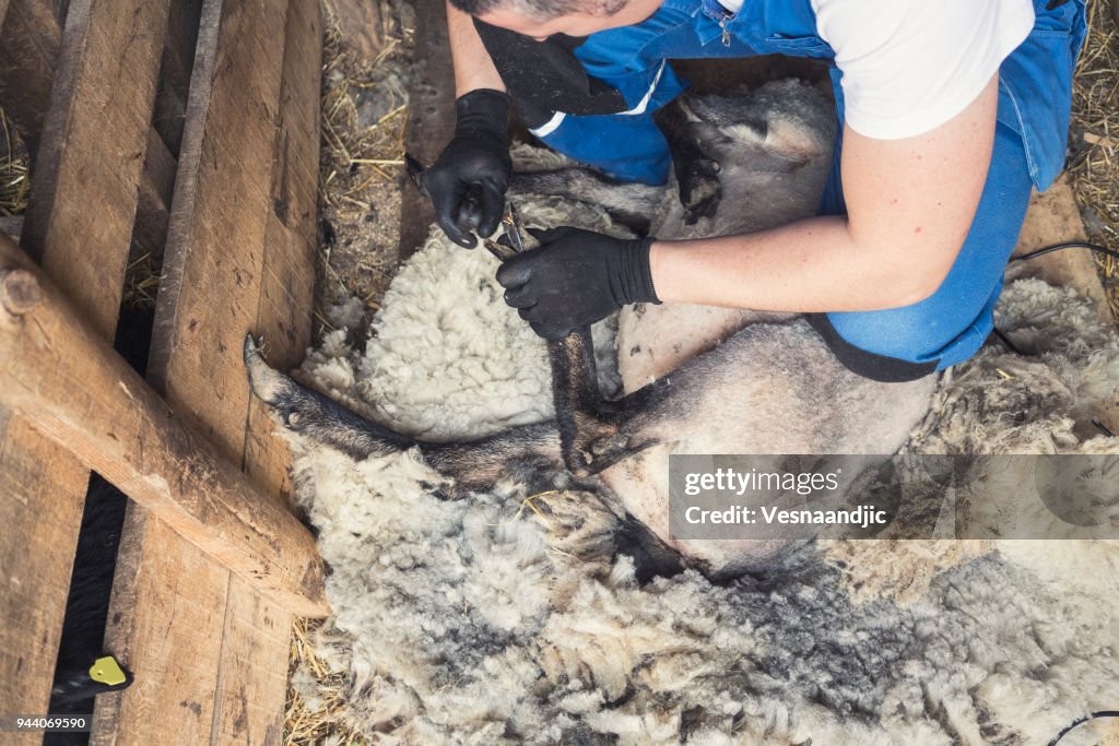 Men shearing sheep